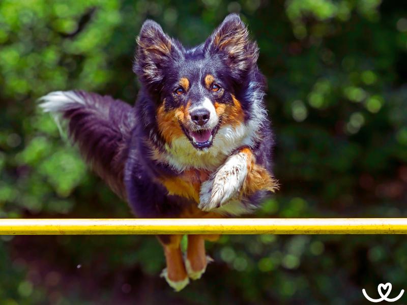 Psi-sporty-agility (6)